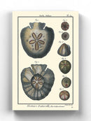 Sea Shell V Wall Art -Denis Diderot Designs
