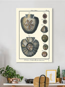 Sea Shell V Wall Art -Denis Diderot Designs