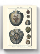 Sea Shell V Wall Art -Denis Diderot Designs