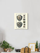 Sea Shell V Wall Art -Denis Diderot Designs