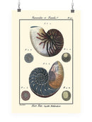 Sea Shell Vi Wall Art -Denis Diderot Designs