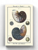 Sea Shell Vi Wall Art -Denis Diderot Designs