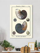 Sea Shell Vi Wall Art -Denis Diderot Designs