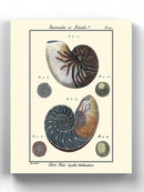 Sea Shell Vi Wall Art -Denis Diderot Designs