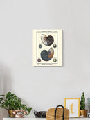Sea Shell Vi Wall Art -Denis Diderot Designs