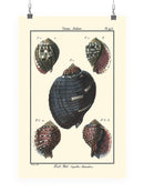 Sea Shell Vii Wall Art -Denis Diderot Designs