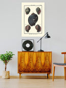 Sea Shell Vii Wall Art -Denis Diderot Designs