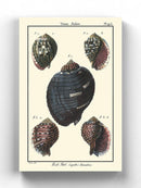 Sea Shell Vii Wall Art -Denis Diderot Designs