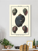 Sea Shell Vii Wall Art -Denis Diderot Designs
