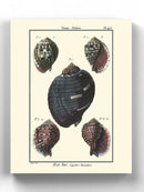 Sea Shell Vii Wall Art -Denis Diderot Designs