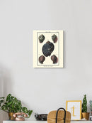 Sea Shell Vii Wall Art -Denis Diderot Designs