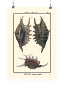 Sea Shell Viii Wall Art -Denis Diderot Designs