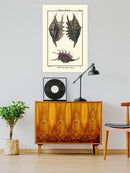 Sea Shell Viii Wall Art -Denis Diderot Designs