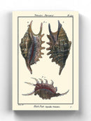 Sea Shell Viii Wall Art -Denis Diderot Designs