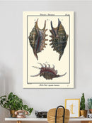 Sea Shell Viii Wall Art -Denis Diderot Designs