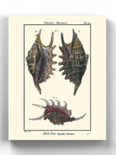 Sea Shell Viii Wall Art -Denis Diderot Designs