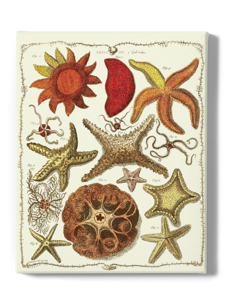 Starfish And Sea Urchins A Wall Art -Fab Funky Designs