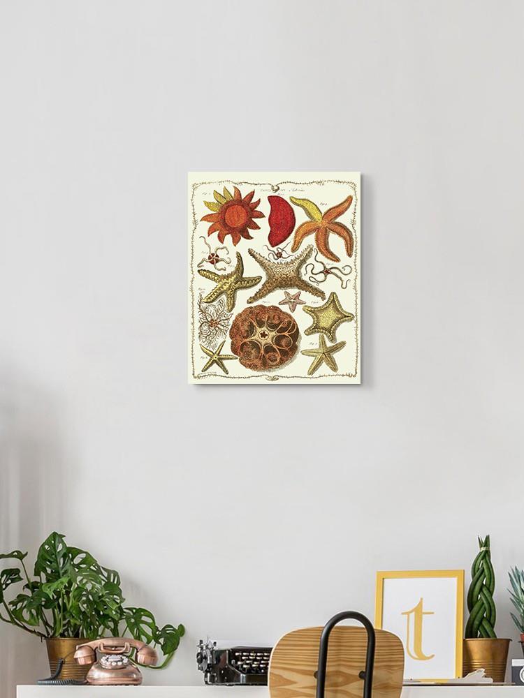 Starfish And Sea Urchins A Wall Art -Fab Funky Designs