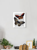 Vintage Butterflies Wall Art -Fab Funky Designs