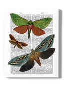 Butterflies On Paper Iii. Wall Art -Fab Funky Designs