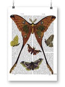 Moths In Paper Wall Art -Fab Funky Designs