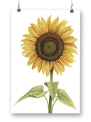 Sunny Flower I Wall Art -Grace Popp Designs
