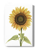 Sunny Flower I Wall Art -Grace Popp Designs