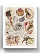 Ocean Shells Wall Art -Grace Popp Designs