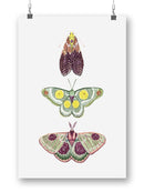 Moth Fairies I Wall Art -Grace Popp Designs
