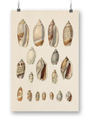 Cone Shell Display I Wall Art -Jennifer Goldberger Designs