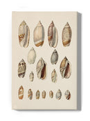 Cone Shell Display I Wall Art -Jennifer Goldberger Designs