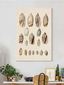 Cone Shell Display I Wall Art -Jennifer Goldberger Designs
