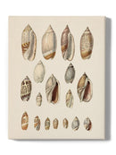 Cone Shell Display I Wall Art -Jennifer Goldberger Designs