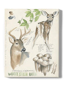 Wildlife Journals. Iv. Wall Art -Jennifer Paxton Parker Designs