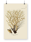 Esper Sea Fans. Iv. Wall Art -Johann Esper Designs