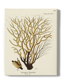 Esper Sea Fans. Iv. Wall Art -Johann Esper Designs