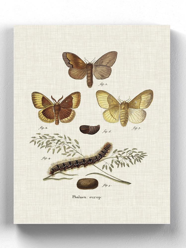 Life Cycle Of A Moth I Wall Art -Johann Esper Designs