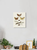 Life Cycle Of A Moth I Wall Art -Johann Esper Designs