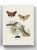 Life Cycle Of A Moth Ii Wall Art -Johann Esper Designs