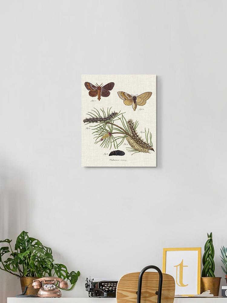 Life Cycle Of A Moth Ii Wall Art -Johann Esper Designs
