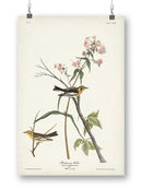 Blackburnian Warbler Wall Art -John James Audubon Designs