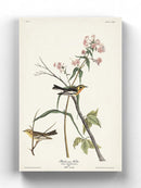 Blackburnian Warbler Wall Art -John James Audubon Designs