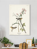 Blackburnian Warbler Wall Art -John James Audubon Designs