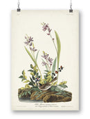 Field Sparrow Wall Art -John James Audubon Designs