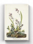 Field Sparrow Wall Art -John James Audubon Designs