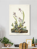 Field Sparrow Wall Art -John James Audubon Designs