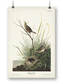 Sharp-tailed Finch Wall Art -John James Audubon Designs