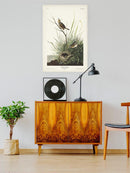 Sharp-tailed Finch Wall Art -John James Audubon Designs