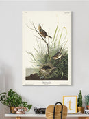 Sharp-tailed Finch Wall Art -John James Audubon Designs