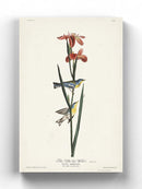 Blue Yellow-back Warbler Wall Art -John James Audubon Designs